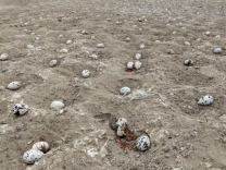 A field of abandoned eggs, white with speckles, rest in light gray/brown dirt