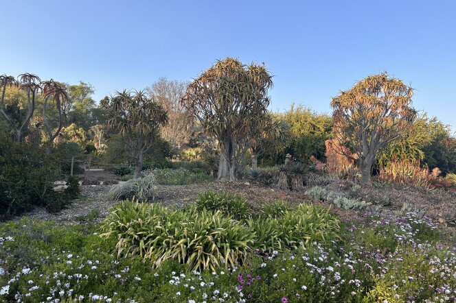 A row of trees against a blue sky surrounded by thick green ground cover with little white flowers 