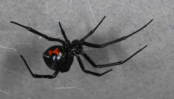 The poisonous black widow spider, under pressure in SoCal from the brown widow, which hails from Florida.