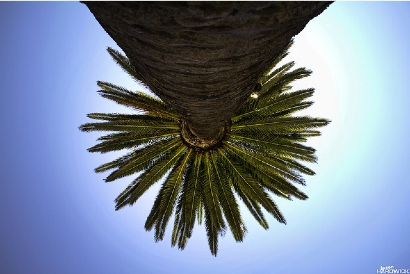 upside-down-palm.jpg