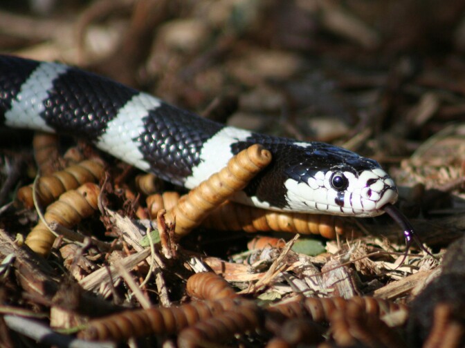An up-close look at a California Kingsnake. 