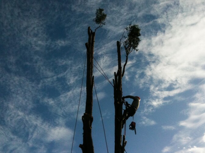A worker from J&J Tree Removal Service scales the remnants of a cedar tree in Santa Monica.