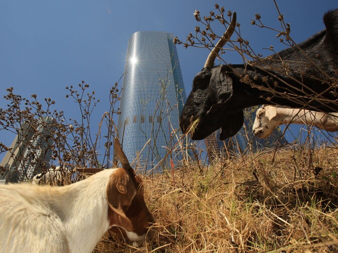 A herd of 100 South African Boer goats chews on tough weeds and dry grasses to clear a steep hillside lot near the Angels Flight funicular railroad on September 9, 2008 in downtown Los Angeles.