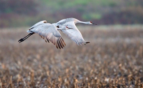 Two birds with white feather and brownish feathers on their wings, flying above a field.
