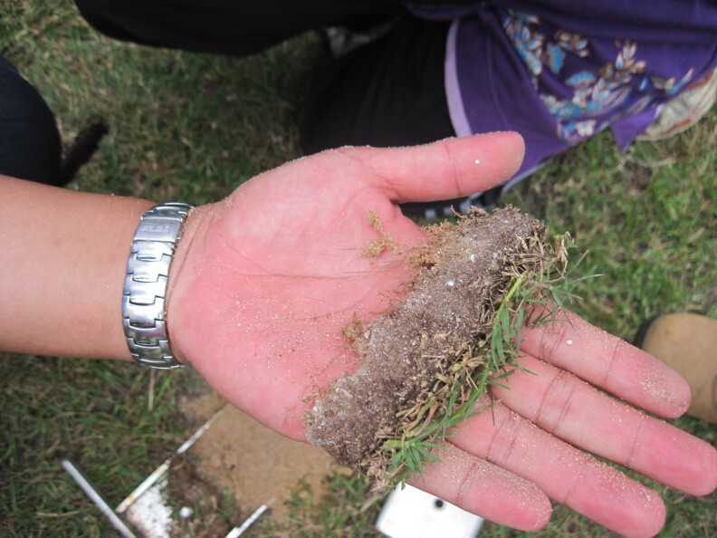 A close up of white person's hand holdin a small rectangle of grass that was pulled out, showing a layer of tan thatch at the grass' base and the dirt underneath.