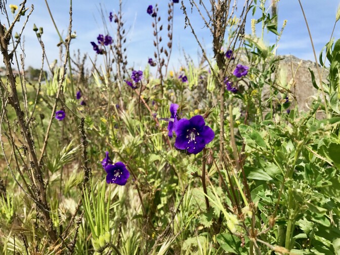 Parry's phacelia in Upper Newport Bay. 