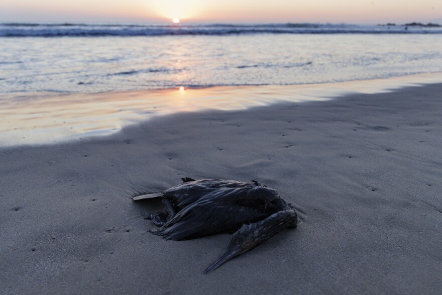 A dead bird lays on the beach as the sun sets in Venice California.