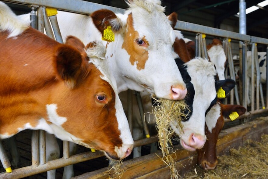 An image of cows eating.