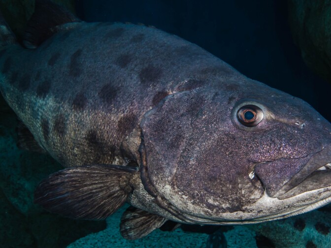 A giant sea bass sports his unique pattern of spots for a diving photographer. (Courtesy of the Aquarium of the Pacific)