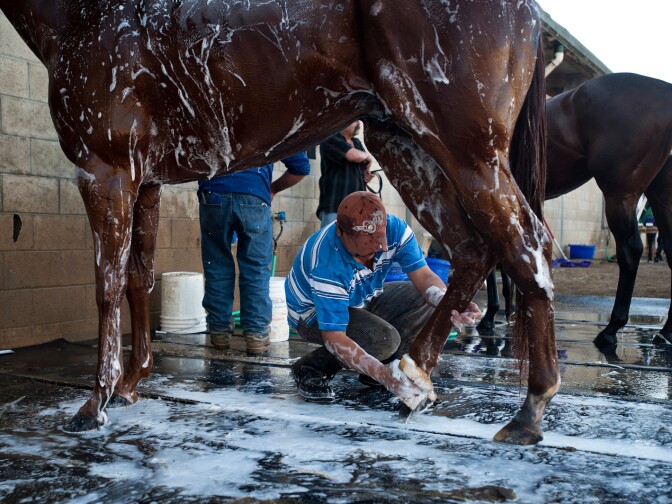 Groomer Byron Vasquez of Cerin Racing Stables washes a racehorse after a run on Friday morning at Hollywood Park Race Track. Each season, the team moves their staffers and horses to a different track. Cerin Stables just transported their 35 racehorses from Santa Anita.