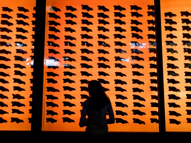 Some of the fossils at the La Brea Tar Pits and Museum.