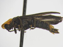 The firefly discovered by UC Riverside student Joshua Oliva.