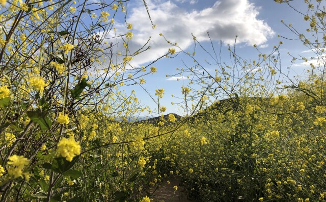 Close up of bright yellow flowers
