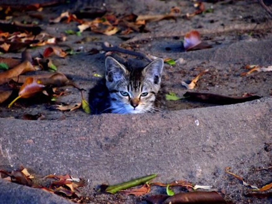 feralcats.jpg