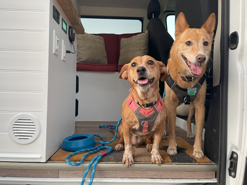 Patrick and Arthur's dogs in their van
