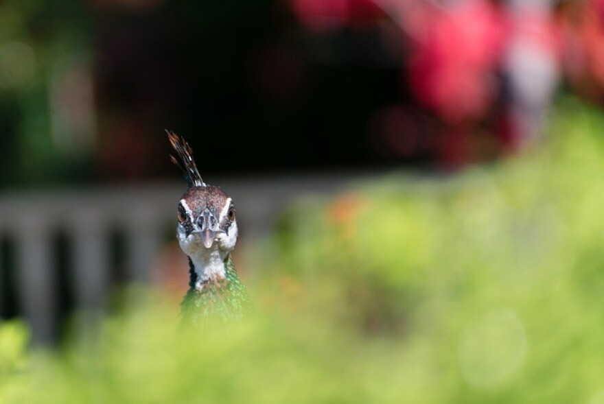 peacock.jpg