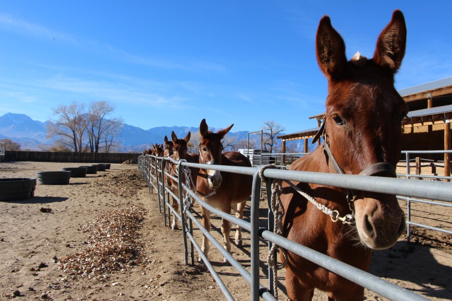 A line of mules behind a gate at a ranch