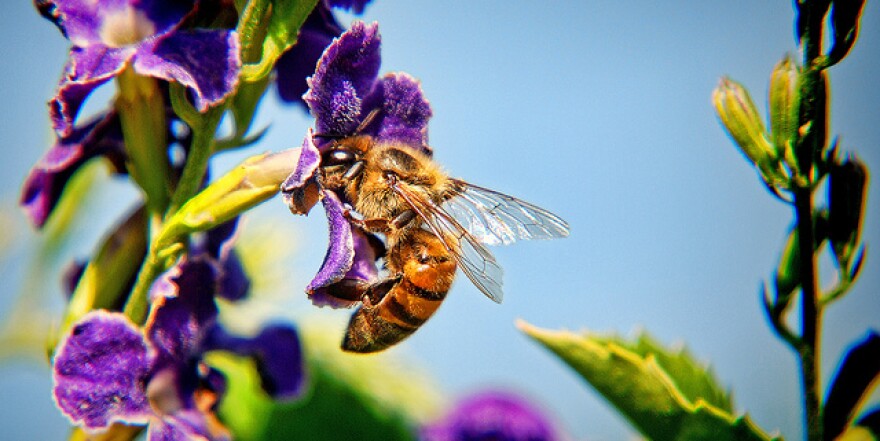 bee_losangeles.jpg