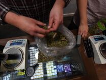 File: A salesman prepares an order of marijuana products at the Perennial Holistic Wellness Center, which is a medicinal marijuana dispensary in Los Angeles, California on March 24, 2017. 