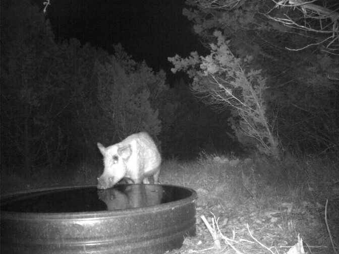 Researchers set up cameras in the wild in Texas to confirm that their test for pig DNA corresponded to visits by actual wild pigs.