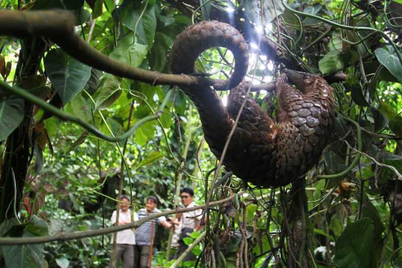 A pangolin hangs upsidedown from a tree.