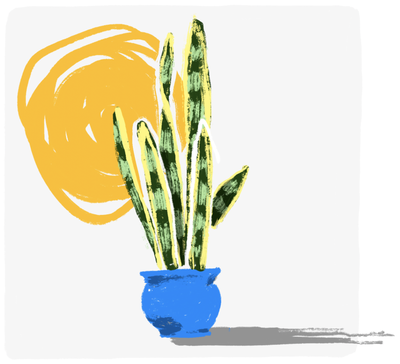 A potted snake plant, illustrated with vibrant colors.