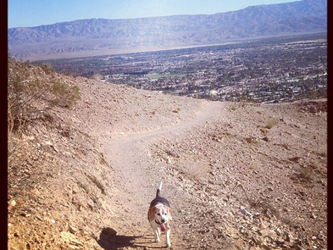 Hiking up to the Cross in Palm Desert with a furry companion. 