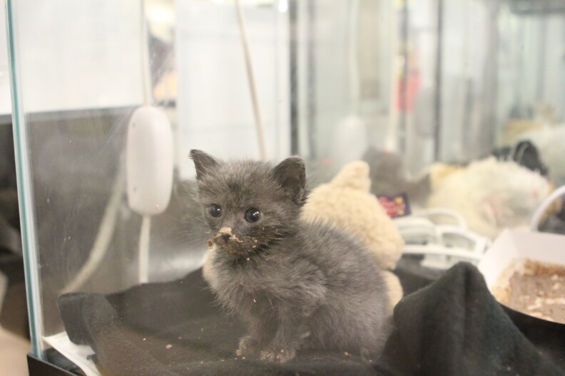 A kitten takes a break in an incubator between feedings.