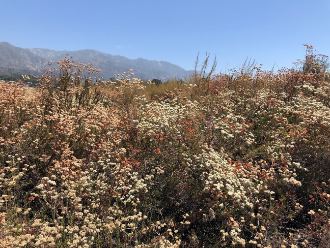 A field of brown and green scrub brush featuring small, white and pale brown flowers: It's buckwheat in various stages of bloom, with a mountain range in the background.