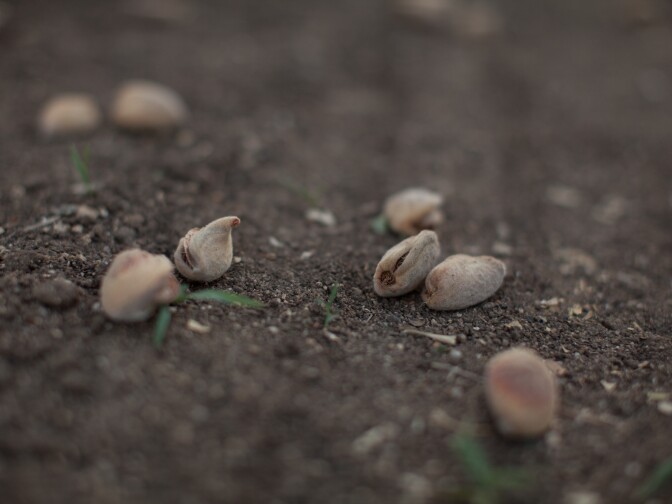 Almonds cover the ground of the orchard outside Bakersfield.