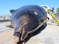 A Stejneger's beaked whale. The whale washed up in Venice Beach Tuesday, Oct. 15, 2013.