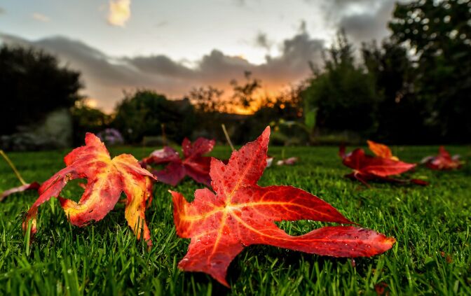 A leaf from a sweetgum tree lies on the grass at Godewaersvelde, France on October 27, 2017.