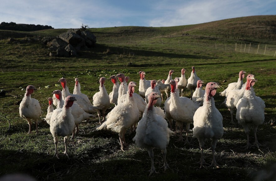 WEEKLY EVENTS POST 112221 Turkeys Raised On California Farm