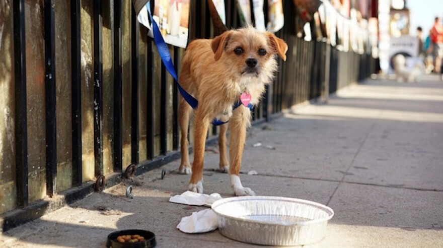dog-kombucha.jpg