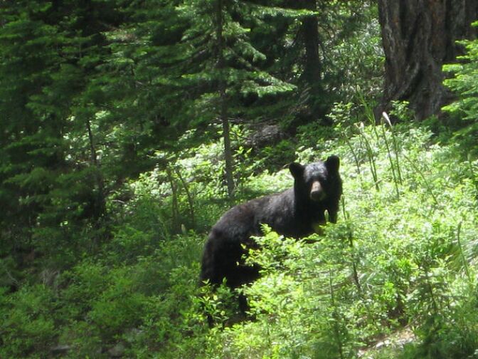 A file photo of a black bear.
