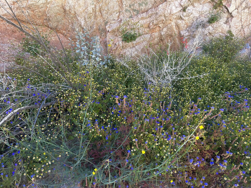Small yellow and purple wildflowers along with other plants sit at the base of a pale pink cliff.