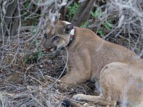 Mountain lion P-12 has fathered eight documented litters of kittens, as of October 2015.