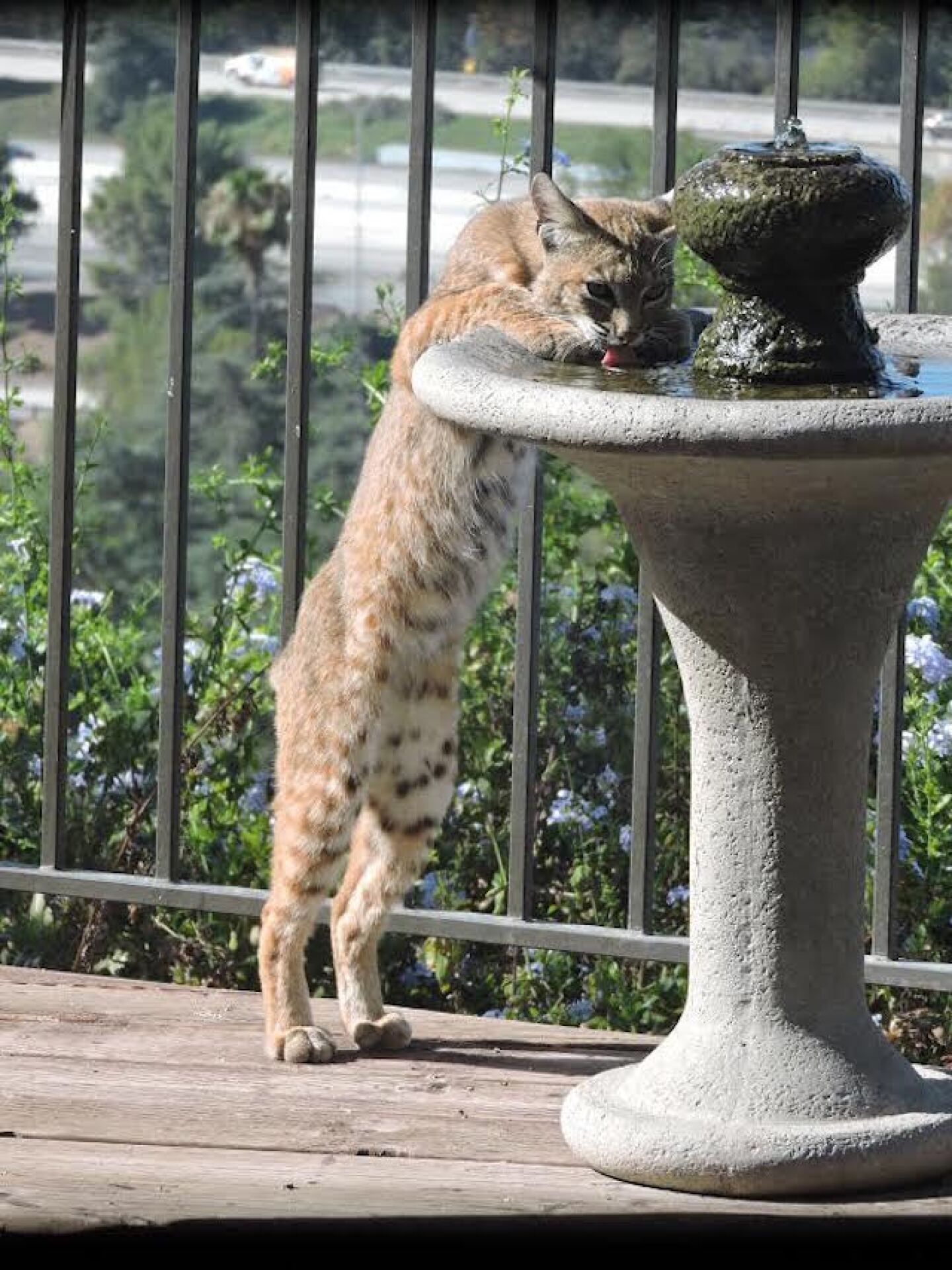 bobcat_mark_hunter.jpg