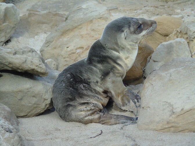 Many sea lion pups in California's Channel Islands are underweight and are washing up on beaches starving are dead. Biologists suspect unusually warm ocean conditions are reducing marine productivity, causing female sea lions to struggle to find sufficient food to nurse the pups.