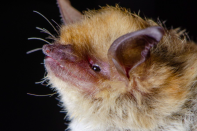A bat with yellow and gold hair with two long ears and a pink snout. 