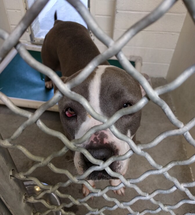 This is one of the dogs kept inside the LA County Animal Care Center in Carson.