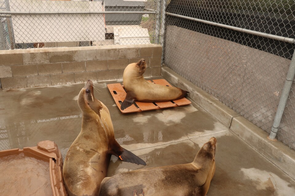 A group of three brown sea lions sitting in an enclosed area on a wet concrete surface. The sea lions all have their heads up pointing to the sky.