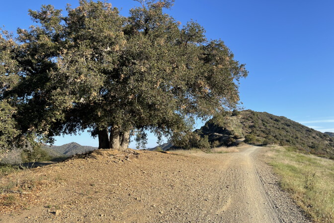 A tree next to a road in the mountains.