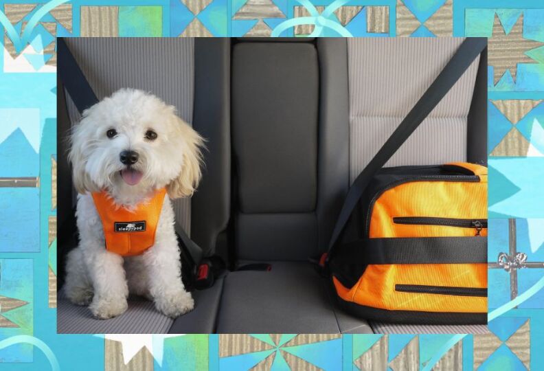 A photograph of a fluffy white dog sitting in the back seat of a vehicle, safely secured with an orange-and-black chest harness. Next to it, also on the seat, is a matching orange-and-black carrier that can expand to make room for a pet as needed, while still keeping it secure. The photo is set against decorative teal background accented with stars, holiday gift boxes and strands of ribbon.