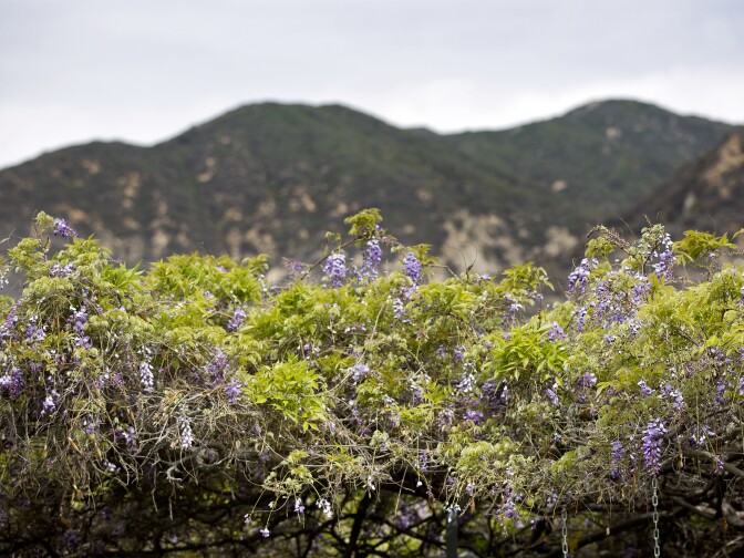 The world's largest Wisteria plant, certified by the Guinness Book of World Records, will be open to the public on Sunday, March 16 in Sierra Madre.