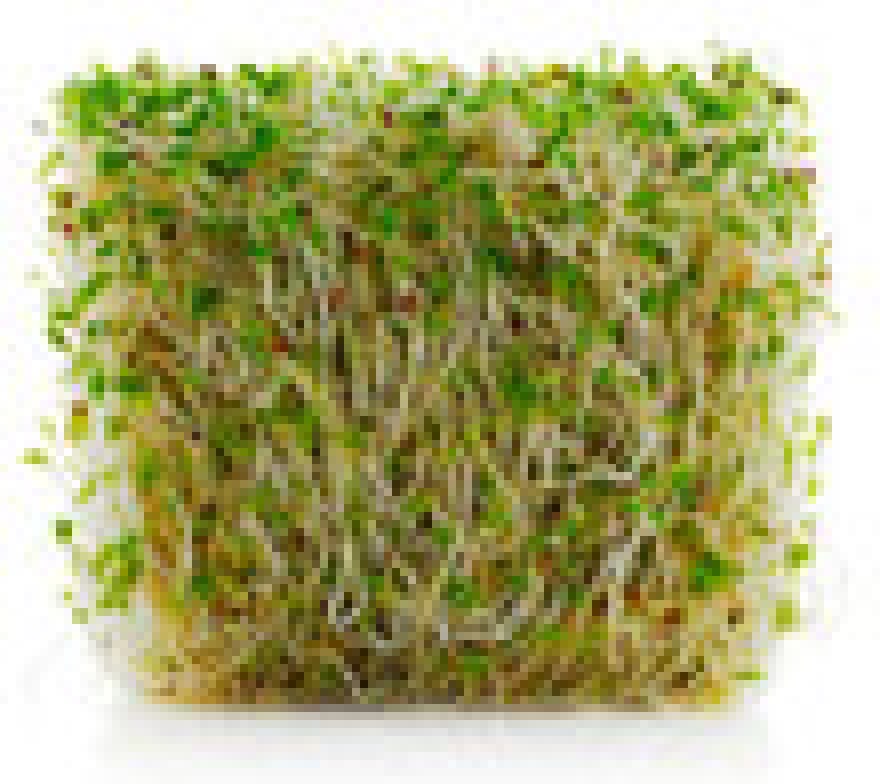 alfalfasprouts.jpg