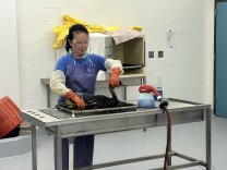 A woman with black hair in a ponytail is wearing a blue apron on top of a blue t-shirt and orange rubber gloves. She is holding a dark gray sea bird that is covered in oil. The bird sits on top of a metal table. To the right on the table is a hose tied to a soap bottle. 