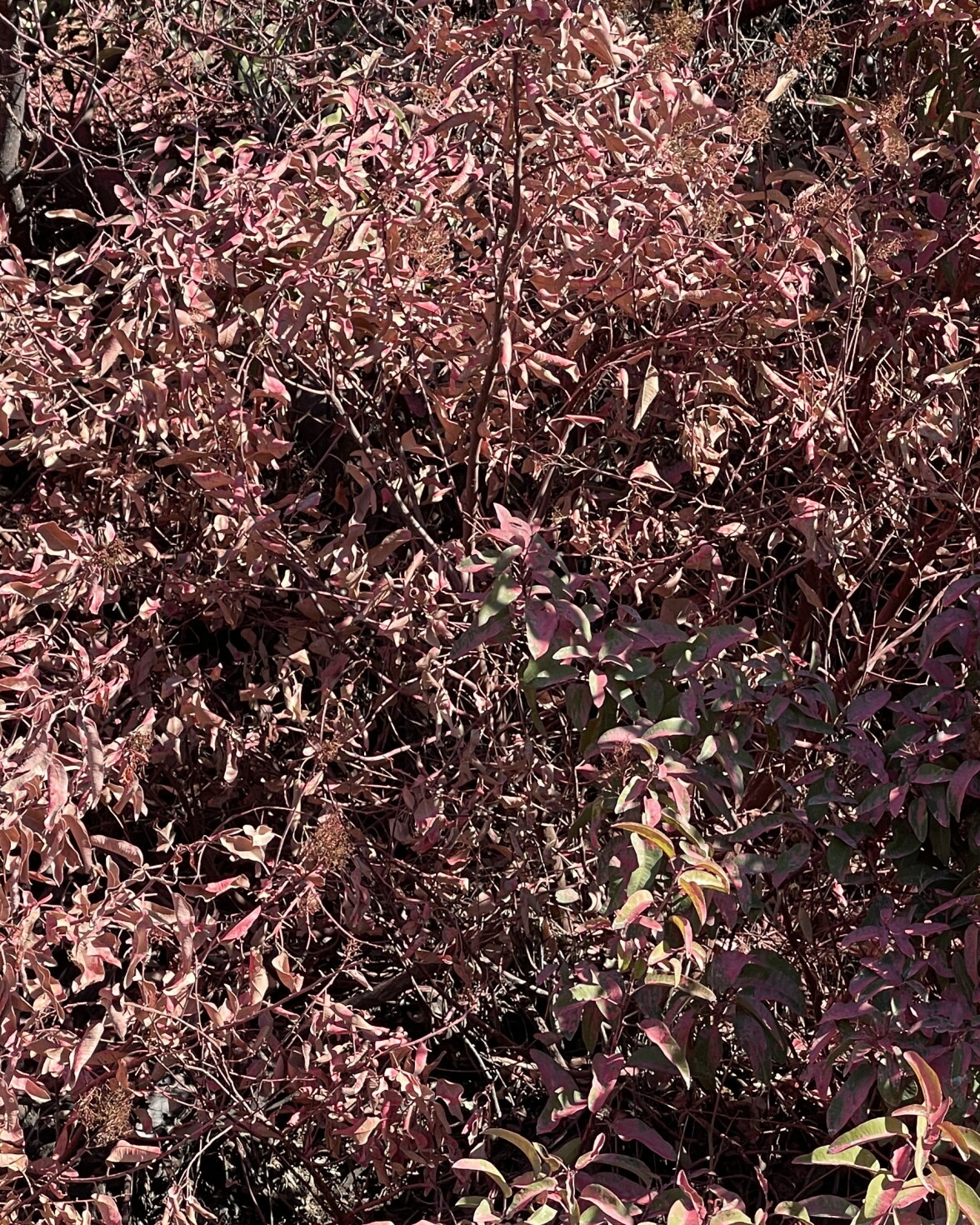 Heavy metals in retardant