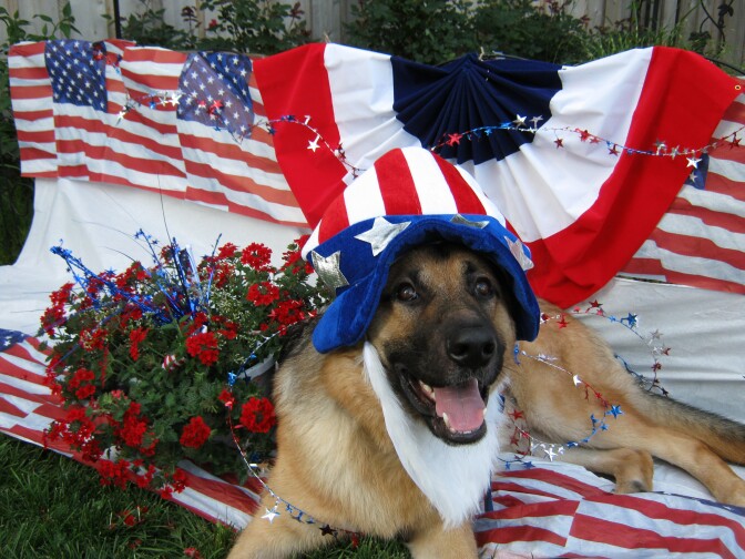 Dogs and cats could get spooked by fireworks.