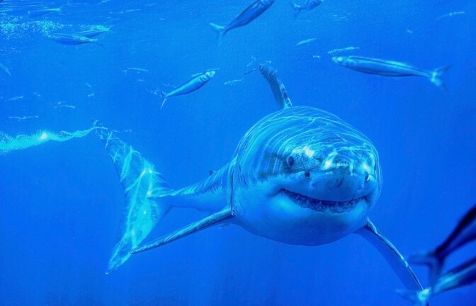 A great white shark seen off the coast of Guadalupe Island in Mexico.